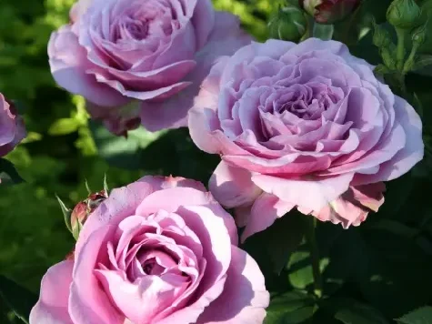Trandafir - Rosa Lavender Ice - imagine 1