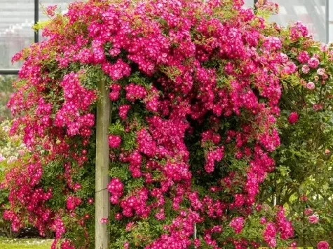 Trandafir - Rosa Libertas - imagine 2