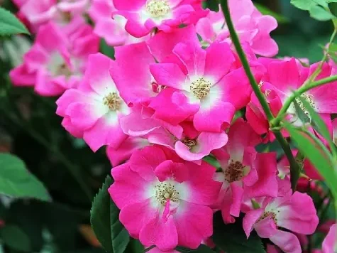 Trandafir - Rosa Libertas - imagine 1