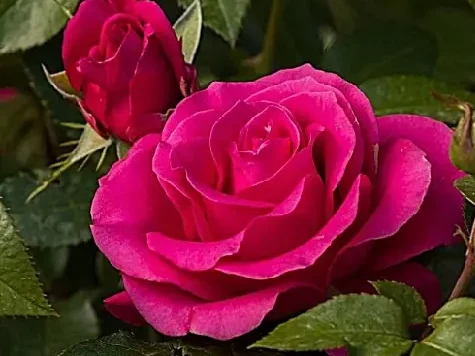Trandafir - Rosa Love Letter - imagine 1