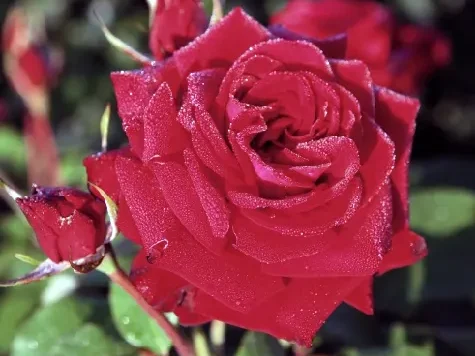 Trandafir - Rosa Lubecker Rotspon stam 60 - imagine 1