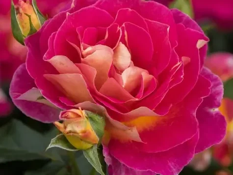 Trandafir - Rosa Maleica - imagine 1