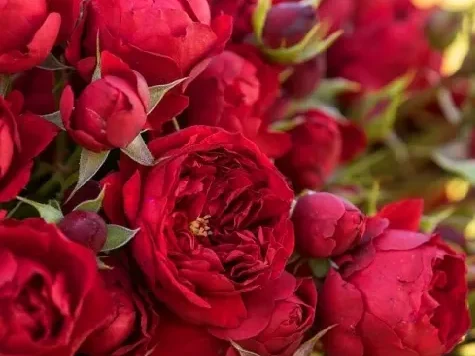 Trandafir - Rosa Manora - imagine 2