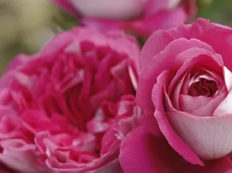 Trandafir - Rosa Maxim - imagine 2