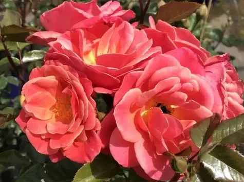 Trandafir - Rosa Melusina - imagine 2
