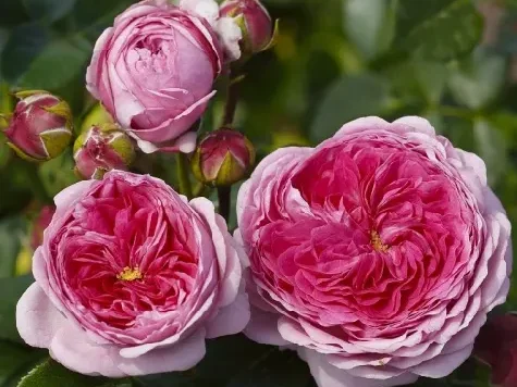 Trandafir - Rosa Modern Art - imagine 1