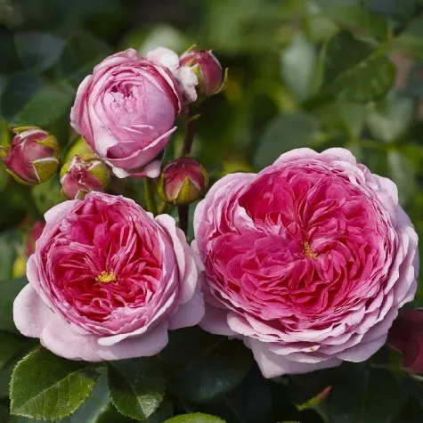 trandafir-rosa-modern-art