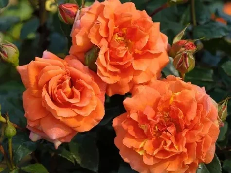 Trandafir - Rosa Naranga stam 140cm - imagine 2