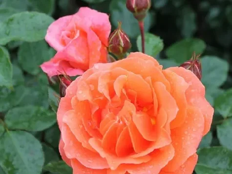 Trandafir - Rosa Naranga stam 140cm - imagine 1