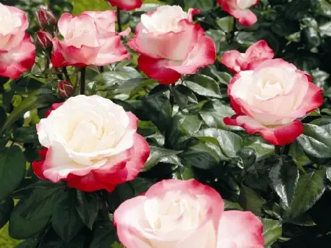 Trandafir - Rosa Nostalgie stam 60 - imagine 2