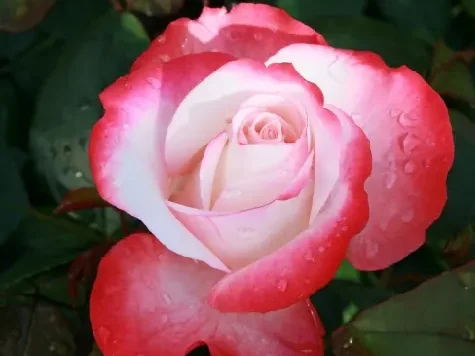 Trandafir - Rosa Nostalgie stam 60 - imagine 1