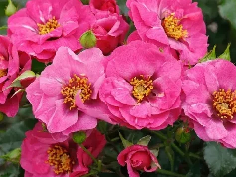 Trandafir - Rosa Orienta Djamila - imagine 2