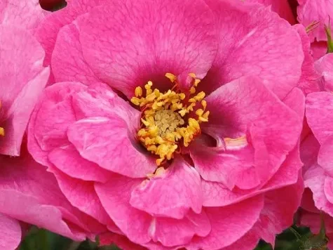 Trandafir - Rosa Orienta Djamila - imagine 1