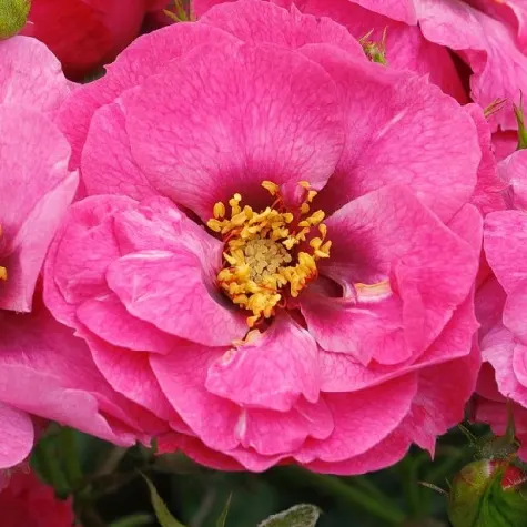 trandafir-rosa-orienta-djamila