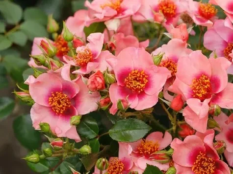 Trandafir - Rosa Orienta Shila - imagine 2