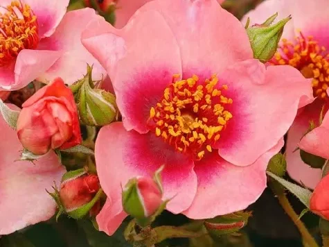 Trandafir - Rosa Orienta Shila - imagine 1