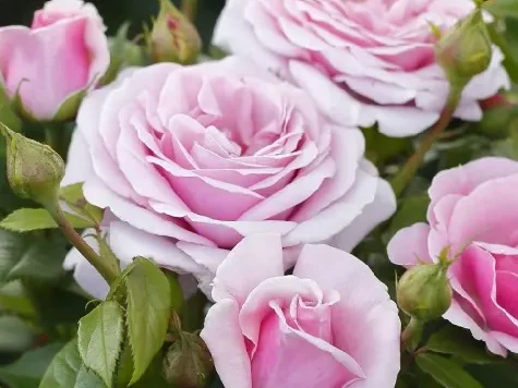 Trandafir - Rosa Pacific Blue - imagine 2