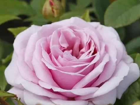 Trandafir - Rosa Pacific Blue - imagine 1