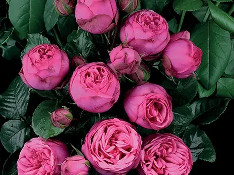 Trandafir - Rosa Pink Piano - imagine 1