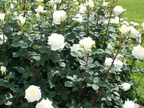 Trandafir - Rosa Polarstern - imagine 2