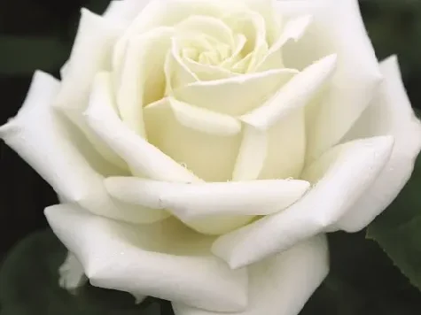 Trandafir - Rosa Polarstern - imagine 1