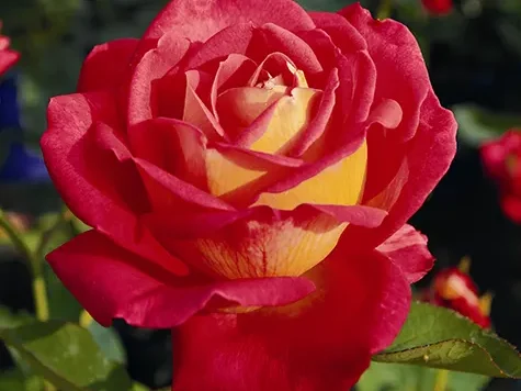 Trandafir - Rosa Rebecca - imagine 1