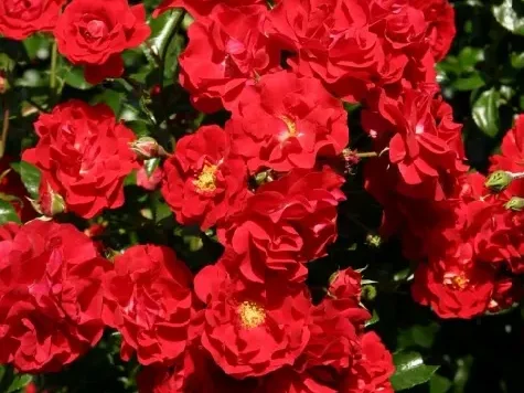 Trandafir - Rosa Salsa stam 90 - imagine 1