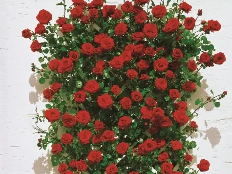 Trandafir - Rosa Santana - imagine 2