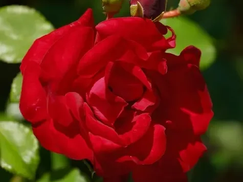 Trandafir - Rosa Santana - imagine 1