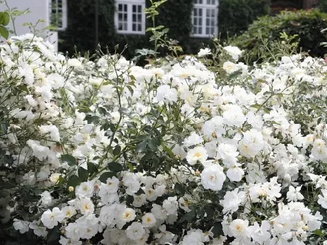 Trandafir - Rosa Schneekönigin stam 140cm - imagine 2