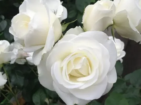 Trandafir - Rosa Schneekönigin stam 140cm - imagine 1