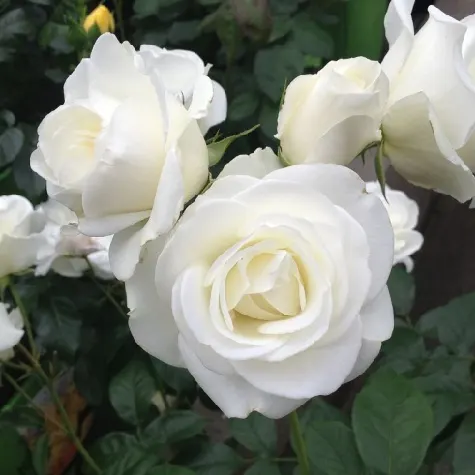 trandafir-rosa-schneekonigin
