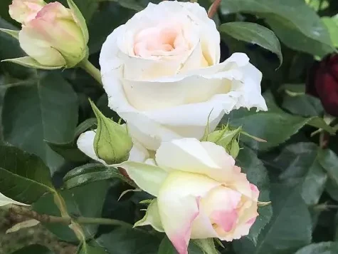 Trandafir - Rosa Schneewalzer - imagine 2