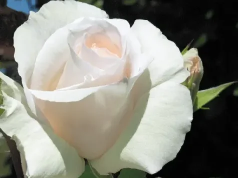 Trandafir - Rosa Schneewalzer - imagine 1