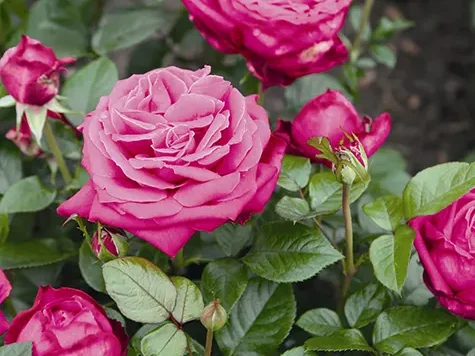 Trandafir - Rosa Senteur Royale - imagine 2