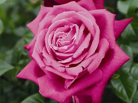 Trandafir - Rosa Senteur Royale - imagine 1