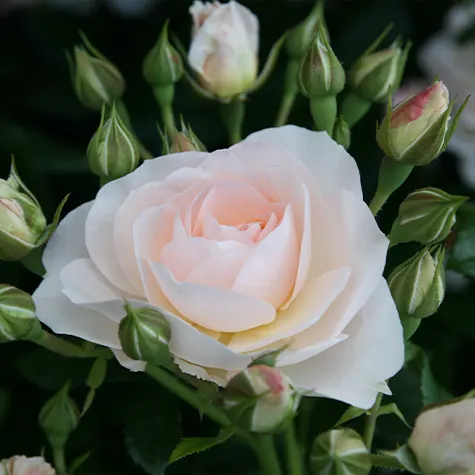 trandafir-rosa-sirius