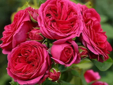 Trandafir - Rosa Sophie Luise - imagine 2