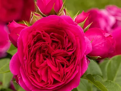 Trandafir - Rosa Sophie Luise - imagine 1