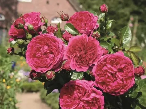 Trandafir - Rosa Soul - imagine 1