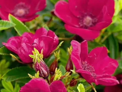 Trandafir - Rosa Strandperle Norderney - imagine 1