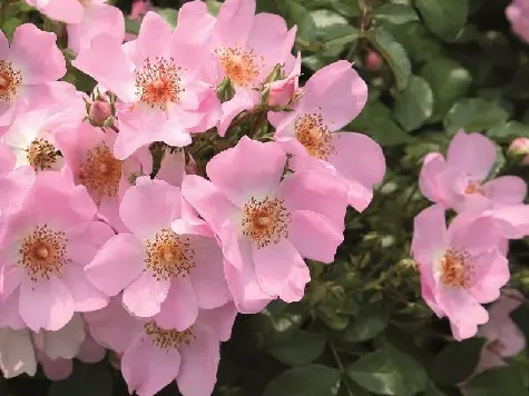 Trandafir - Rosa Sweet Haze stam 140cm - imagine 1