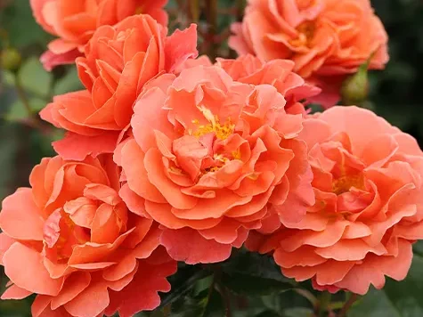Trandafir - Rosa Theodor Fontane Rose - imagine 1