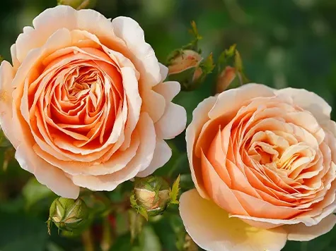 Trandafir - Rosa Tropicana - imagine 1