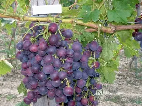 Vita de vie cutie, soi Cardinal - imagine 1