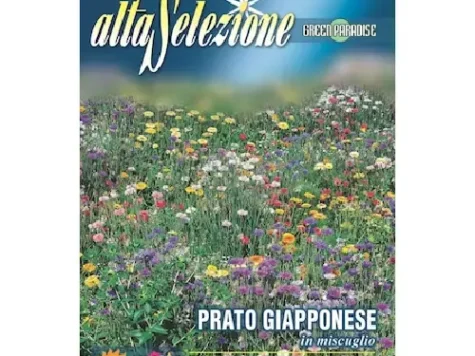 As flori - gazon japonez multicolor plic 1 g - imagine 1