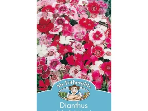 Garofita - dianthus - baby doll mixed - imagine 1