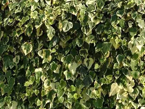 Iedera - hedera glorie de marengo - wave p14 65cm 4 stk - imagine 1