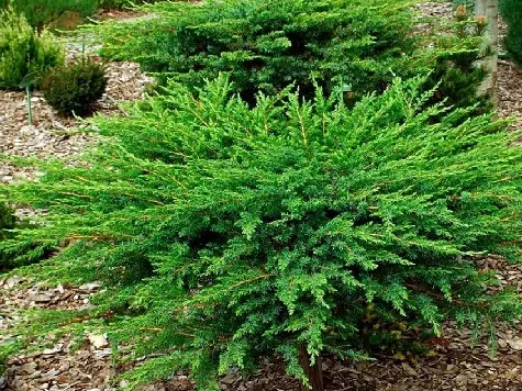 Ienupar - juniperus conf. schlager p19 30-40 cm - imagine 1