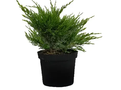 Ienupar - juniperus hor. andorra compact p28 replantat * - imagine 1